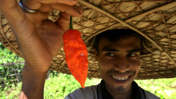 Farmer Digonta Saikia shows a "Bhut jolokia" or "ghost chili" pepper plucked from his field in the northeastern Indian state of Assam.