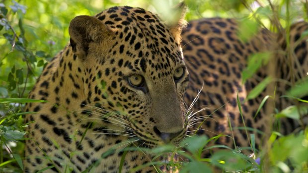 Leopard, Yala National Park.