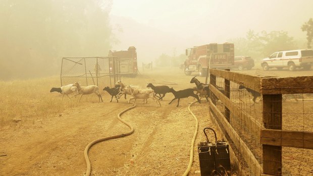 Goats run from a pen after being released by firefighters near Lower Lake, California.