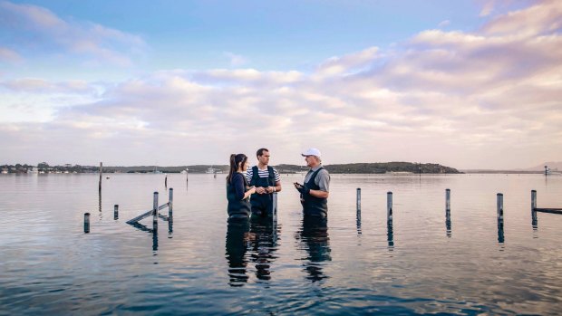 Oyster Farm Tours in Coffin Bay, South Australia let you wade out into the water and source your own tasty oysters.