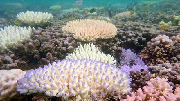 A large coal spill would have serious effects on the Great Barrier Reef, researchers say.