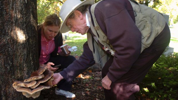 Mycologist Gary Lincoff inspects a resinous polypore fungus in the Bronx, 2011.