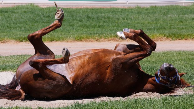 Home from home: Red Cadeaux will make his fifth visit to Australia for the Melbourne Cup.
