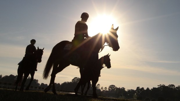 Provincial move: The Australian Turf Club is set to invest in stables away from the city.