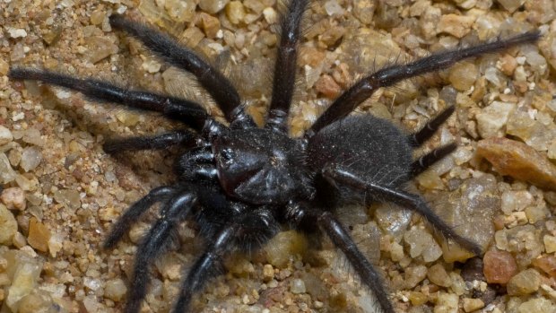 A curtain web spider, one of 18 new species of spider discovered at Fish River Station in the NT.