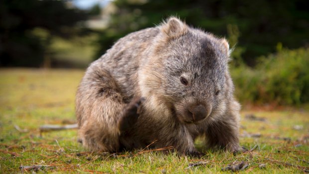 There are wombats everywhere.