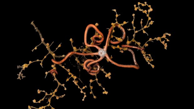 Starring role: Brittle stars are helping solve ocean mysteries.