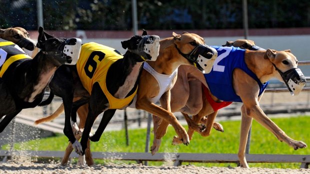 Three greyhounds were put down after suffering racing injuries in Canberra in less than a month. 