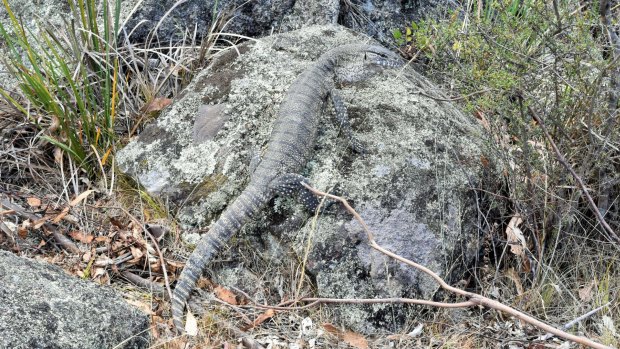 Well-camouflaged: a goanna spotted last month in Orroral Valley.