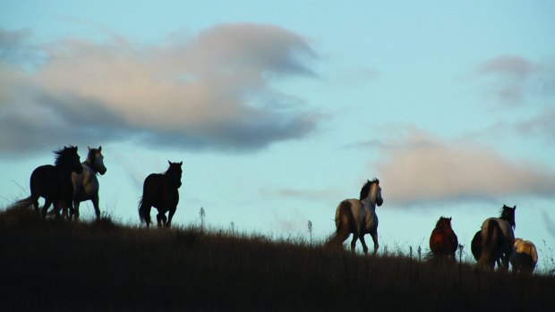 Free range: A herd of brumbies on the move.