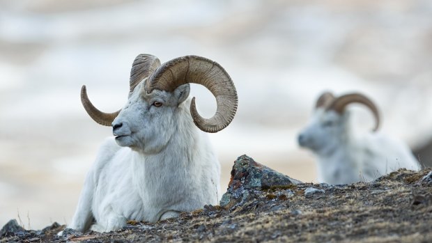 Dall sheep rams (Ovis dalli) lie on the rocky slopes in the mountains in Kluane National Park in the Yukon in Canada.