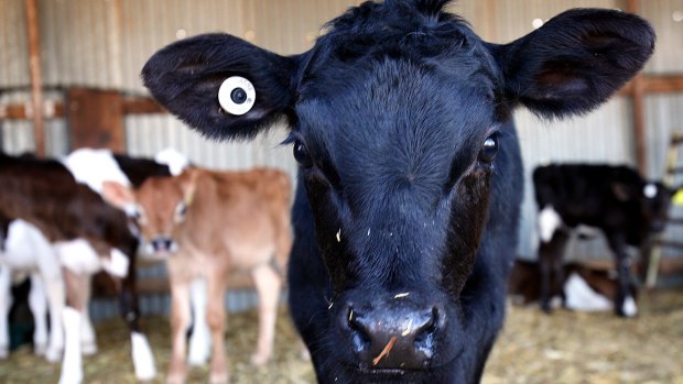 The high beef prices are giving dairy farmers an added incentive to cull cows.