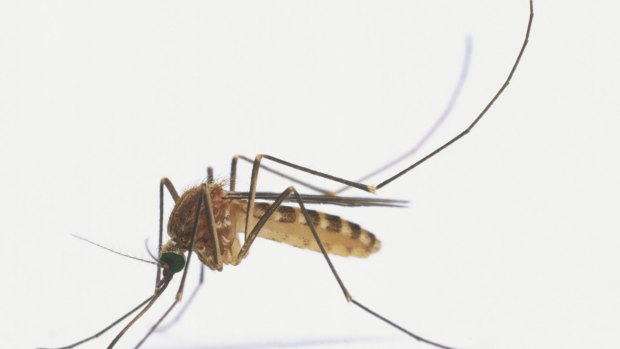 A mosquito. There's an app for that.