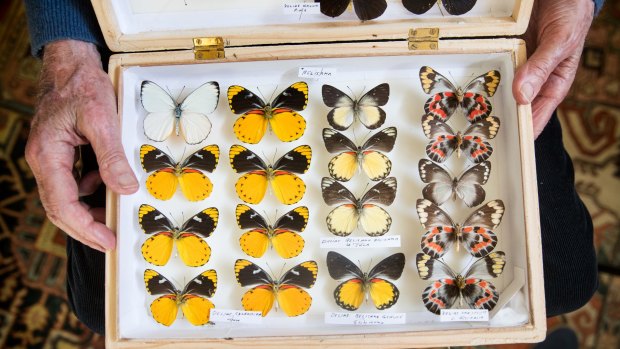 John Landy has donated nearly 10,000 butterflies to the Australian Museum. 