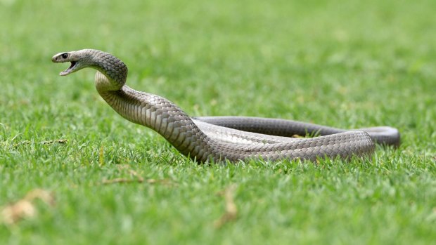An angry brown snake: hibernation is over.