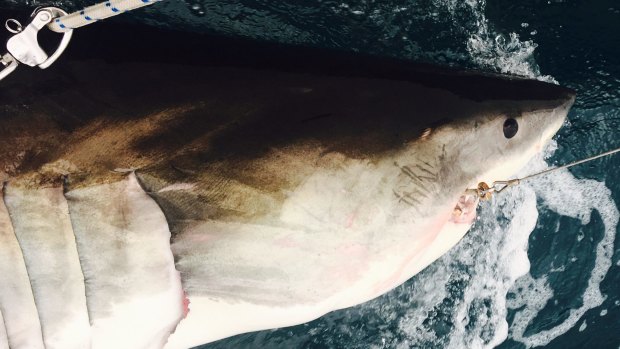 A NSW DPI drumline snags and tags a 3.1-metre female white shark off Evans Head River last December.