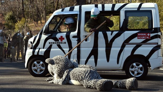 Snow leopard down: A zoo employee checks the effectiveness of  a "tranquilliser". 