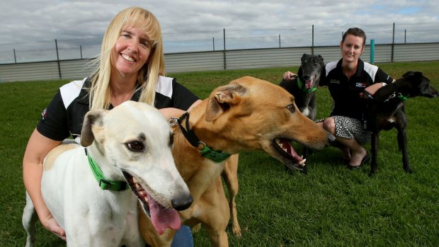 Greyhound handlers Larissa Darragh (left) and Rose Streatfeild with (from left) Larry, Morgan, Robbie and Fleur ahead of Greyhound Adoption Day.