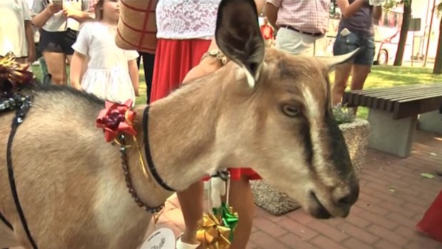 Demyte, or "Little Spot", has won the annual goat beauty contest in the Lithuanian village of Ramygala.