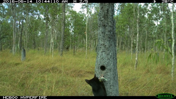 A feral cat is caught on camera raiding a nest.