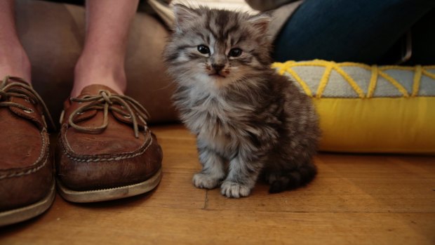 A kitten has had its leg amputated because its owner failed to treat an injury.