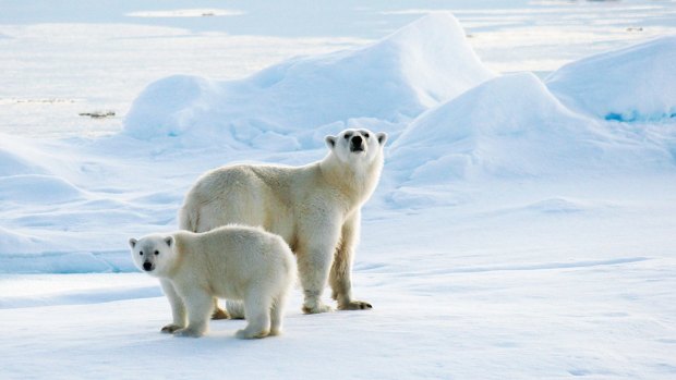 Threatened: Polar bears in the Arctic.