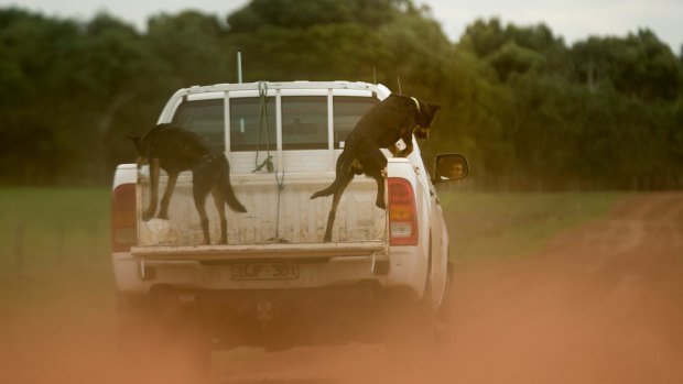 Farmers, and their dogs, are jumping for joy over the high prices for livestock.