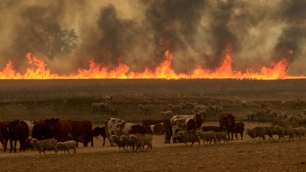 Devastating: Cattle and smoke near Dunedoo. Around 55,000 hectares were burnt in the bushfires.