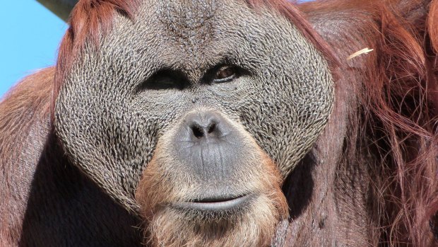 Perth Zoo is mourning the death of Sumatran orangutan Hsing Hsing over the weekend.