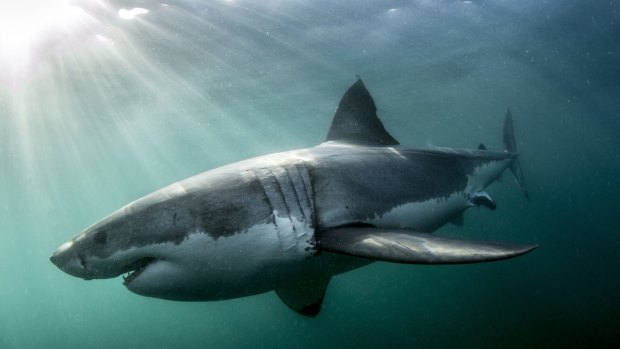 New government grants worth $200,000 will target "technologies for shark mitigation".