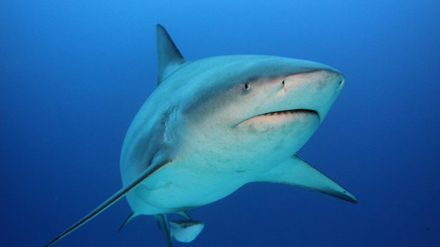 Sharks are being targeted by baited lines along the Great Barrier Reef.