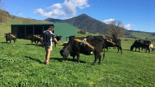 Corey Barton with cow number 4 - "Dustin Martin".