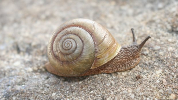 Pallidelix simonhudsoni, Queensland's most recently identified species of snail.
