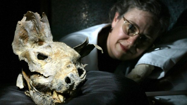 Last of its kind: A mummified thylacine head found in a limestone cave on the Nullarbor, thought to be about 3000 years old. Pictured in 2004 at the national museum Australia in Canberra, with conservator Patrya Kay. 