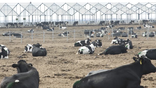 Cows seen at a dairy farm under construction in Dongying, Shandong Province, China.