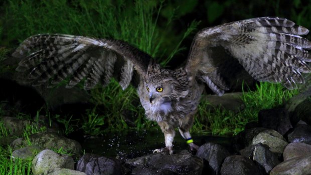Blakiston's fish owl is the largest living species of owl.
