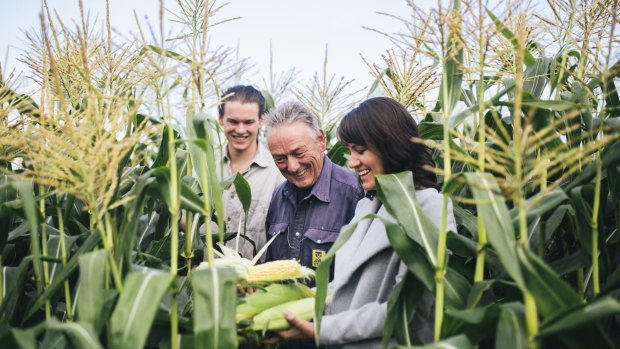 Fred McGrath Weber, Nick Weber and Briar Sydney inspect fresh Majura Valley corn. 