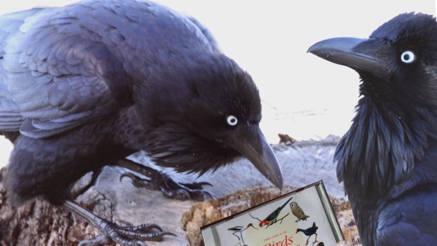 ACT ravens happy here after all (even reading a book about ACT birds).