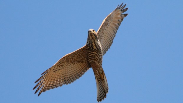 The traits of the Brown Goshawk align particularly well with the traits of the team trotting out onto the MCG this Saturday. 