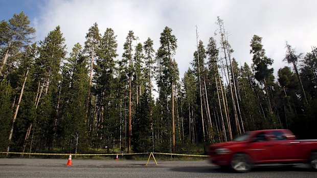 A park ranger found the hiker's body on Friday in a popular back-country area near the Elephant Back Loop Trail near Yellowstone Lake in the middle of the park.