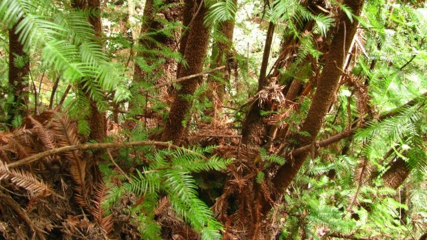 The root and trunk structure of the Wollemi pine, showing how it propagates vegetatively, or non-sexually.