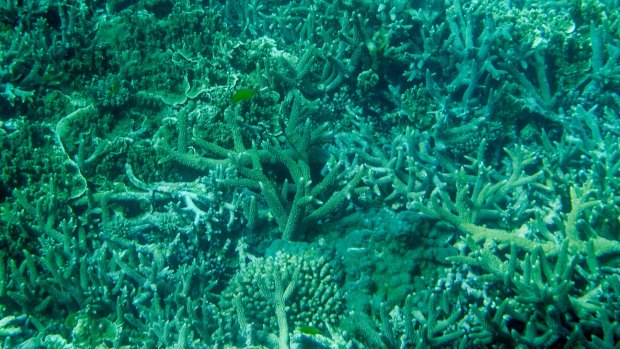 As much 60 per cent of the corals at the northern end of the Great Barrier Reef may have died in the current bleaching event.