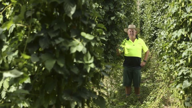 Allan Monshing, farm manager of Rostrevor Hop Gardens in Eurobin, is a third-generation hops farmer.