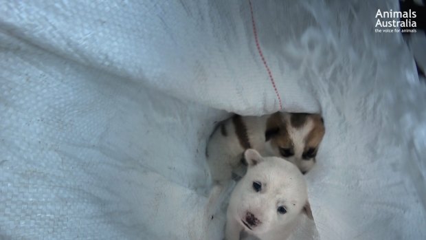 Puppies trapped in a bag.