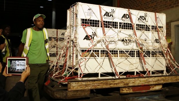 Airport cargo handlers attend to cages of former circus lions on their arrival at OR Tambo International airport in Johannesburg, South Africa on Saturday.