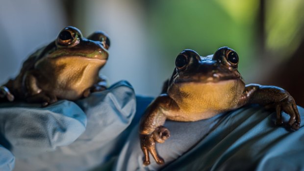 Frogs' absolutely ribbeting chat will be captured by a new invention created a University of Canberra. Two endangered green and golden bell frogs. 