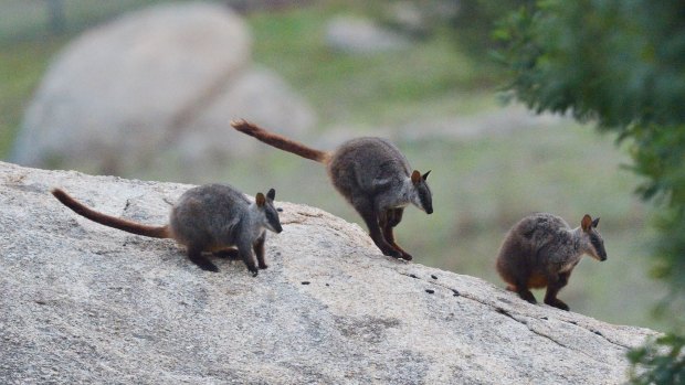 Brush-tailed rock wallabies at the Mount Rothwell Conservation and Research Centre, Victoria's largest predator free ecosystem.