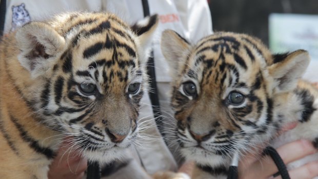 Tiger cub sisters Akasha and Adira.