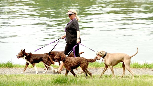 Lenore Lynch walking dogs at Mort Bay Park.
Lenore is on hormone replacement therapy and walking dogs is part of her therapy.