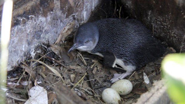 Fairy penguins can rest easy now that the fox has ended its reign of terror on the colony.